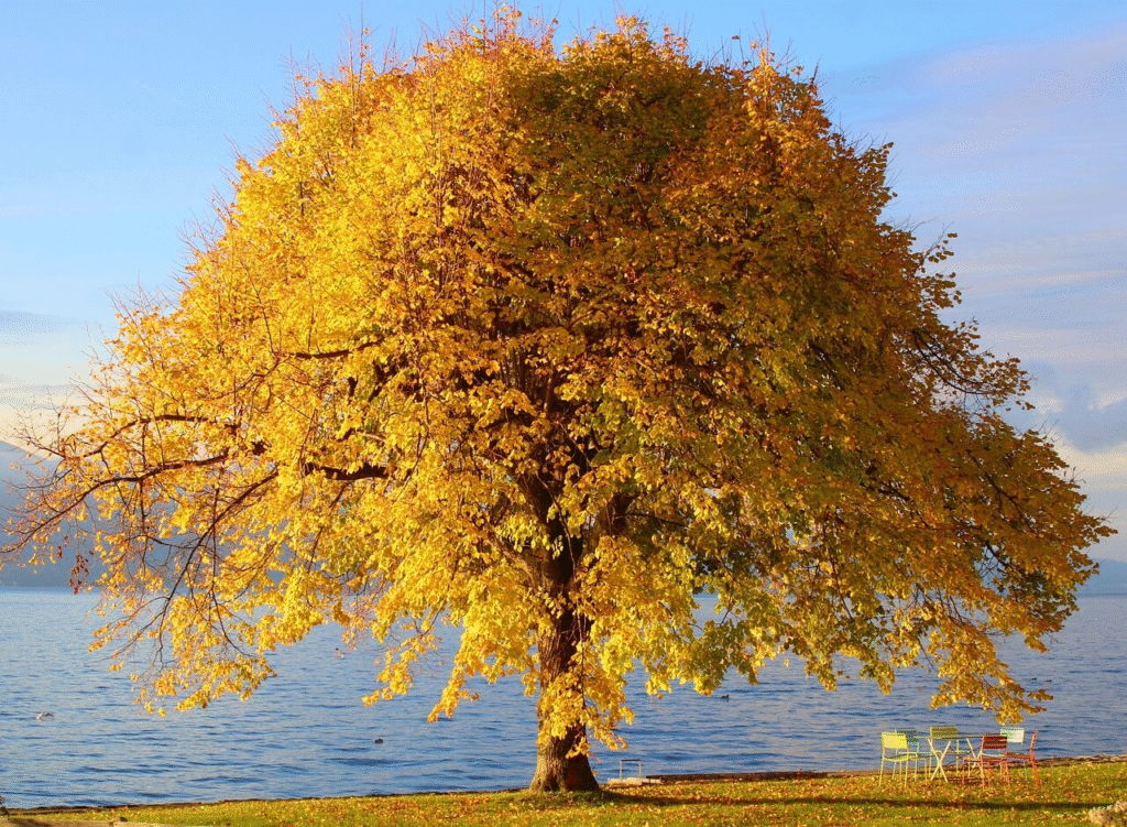 Autumn Healing Tree